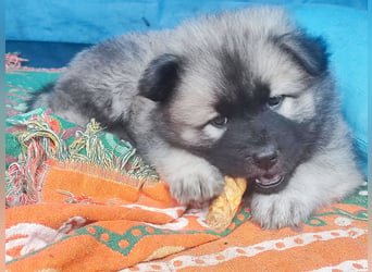 Eurasier Welpen abzugeben