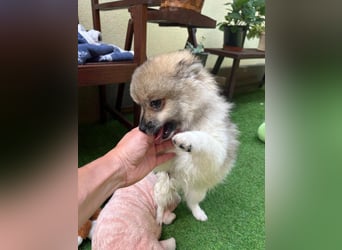 Bonnie SR - Spitz-Prinzessin sucht ihr Für-immer-Zuhause