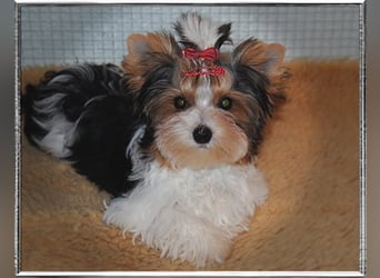 Yorkshire Terrier Welpen -verschiedene Farbgebungen u. Größen