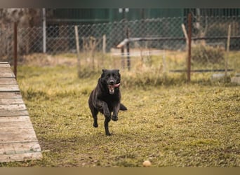 Sonja: Hundemama sucht Zuhause