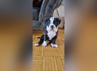 2 Süße Old Englische Bulldogge Welpen