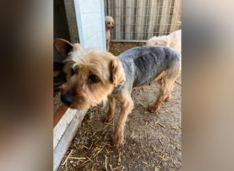 Lili, sehr lieber und ruhige Yorkie Dame, geb. 09/2019