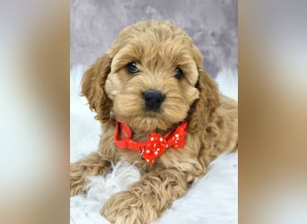 Schöne Cockapoo-Welpen