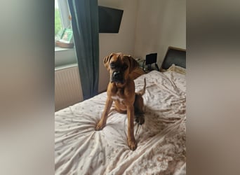 Wunderschöne Boxerwelpen!