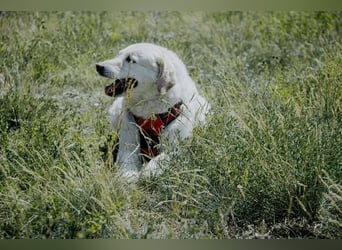 Bailey, unkomplizierter Senior, ca. 9 Jahre *in 13507 Berlin*