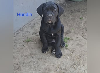 Presa Canario x Cane Corso