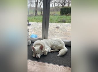 Weißer Schäferhund Rüde mit kl. Handicap