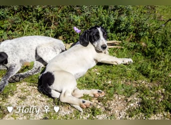 Holly, Hank und Herbie suchen ab sofort ein Zuhause