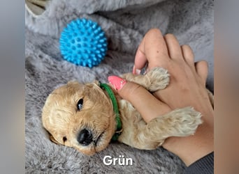 Maltipoo Welpen