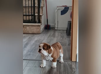 Englische Bulldogge