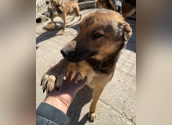 CHIARA❤️charmant, sozial, offenherzig und sucht dringend ihr Für-Immer-Nest