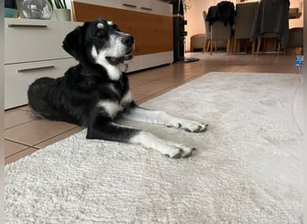 Raio sucht seinen Hof