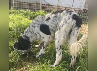 Leroy - super freundlich sucht Familienanschluss