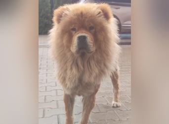 Bella - eine Schönheit sucht ihr Zuhause für immer