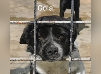 Gola, klein, sehr hübsch mit tollem Charakter PS 49143 Bissendorf