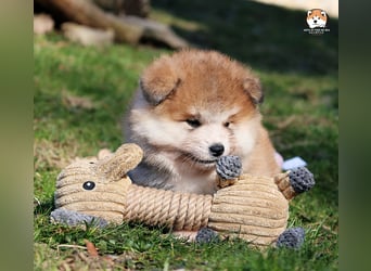 * Akita Inu - Japanische Akita langhaar Welpen, FCI registriert *