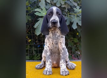 Braque d'Auvergne (Auvergne Vorstehhund) Welpe
