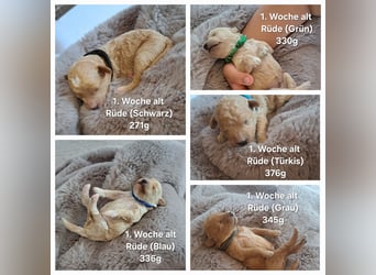 Maltipoo Welpen