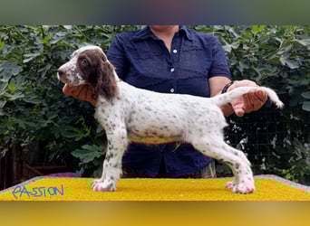 English setter Welpen (3 Rüden, 2 Hündinnen)