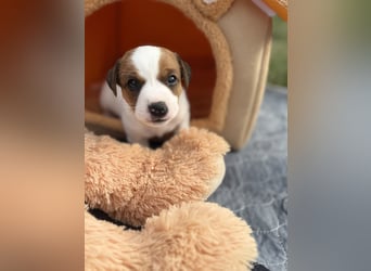 Jack Russel Terrier Welpen mit Stammbaum
