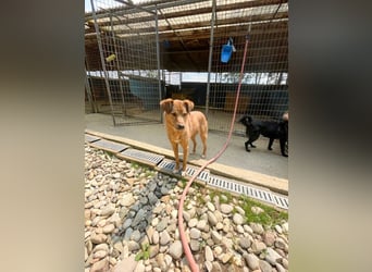 SVEN – ein Gentlemen mit grauer Schnauze hofft auf das große Glück "Eigene Familie"