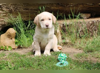 Labrador Welpe mit Ahnenpass Rüde sucht seine Familie