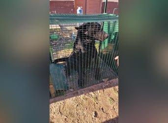 Kozmo-DG, sucht Pfötchenhalter!