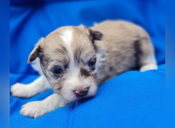 Bezaubernde Welpen aus Bolonka Zwetna und Pomeranian (Zwergspitz)