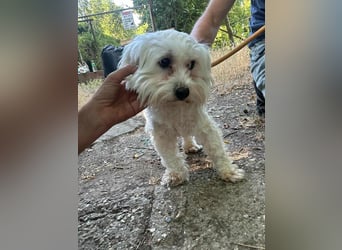 Casper, geboren 06.12.2023, 24cm sucht seine Menschen