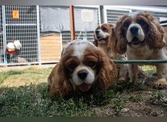 Chili, schüchteres Cavalier King CHarles Spaniel Hündin geb. 2020