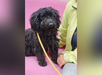 Xena, Puli-Mix, Hündin, geb. ca. 2023, ca. 45 cm
