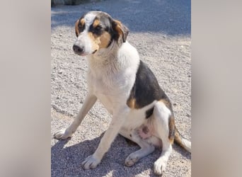 Dino ❤️ aufgeweckter, lieber Traumhund
