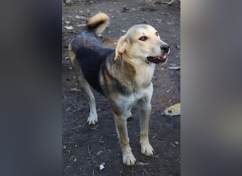 Ciri, geb. ca. 05/2024, lebt in GRIECHENLAND, im städt. Tierheim Serres