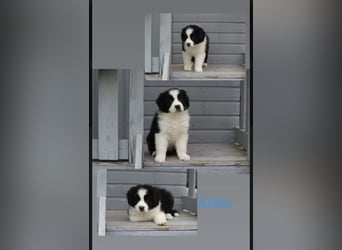 Wundervolle Australian Shepherd Welpen