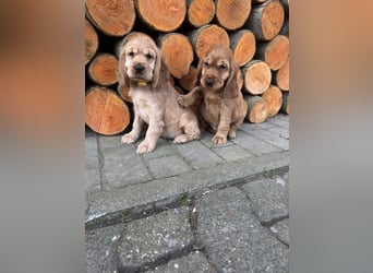 englische Cocker, Spaniel Welpen