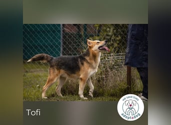 Tofi: der lebensfrohe Kämpfer