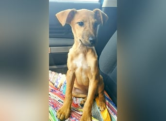 Axel
