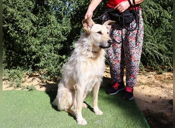 Dobby, Podengo-Mix - freundlich und sozial