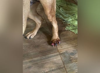 FJELLA - die hübsche Maus sucht ein liebevolles Zuhause!