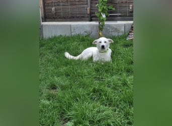 Berni - ein absoluter Traumhund