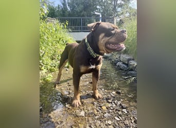 Exotic Bully Bulldog OEB Welpen Bulldogge
