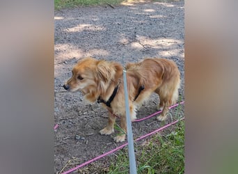 Bolota, Mix Dackel / Spaniel, noch schüchtern und ängstlich