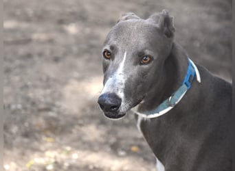 Sonic 04/2020 (ESP) - bildschöner, sehr lieber und eleganter Galgo!