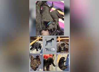 Riesenschnauzer schwarz Welpen des A-Wurf's am 02.07.25 gefallen