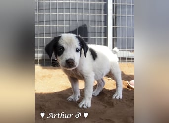 Ada, Andrea, Annie, Anton, Albert und Argos  suchen ab Mitte November ein Zuhause