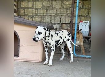 Snoopy - RESERVIERT - Herzenshund: verspielt u. fröhlich, trotz Handicap ein echter Sonnenschein