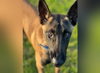 Salva, perfekter Malinois der einfach nur gefallen will
