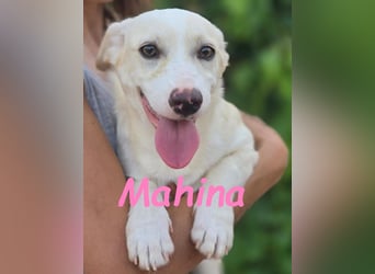 Mahina 01/2025 (ESP) - anhängliches und freundliches, süßes kleines Mädchen!