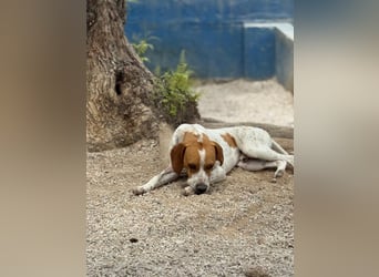 Cooper, hofft auf eine Chance