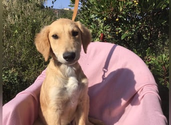 Gordon sucht neues Zuhause